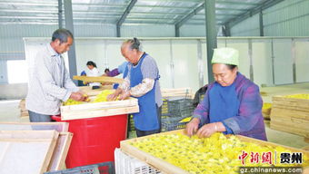 貴州省德江縣桶井鄉(xiāng)玉竹山鄉(xiāng)村旅游建設(shè)見聞 裝飾品